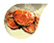 大閘蟹